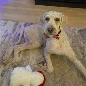 Meet your Posher, Sherry